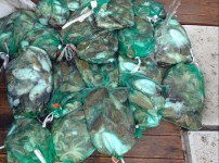 [2019.05.26][제일피싱호] 광어다운…