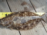 [2019.05.26][제일피싱호] 광어다운…