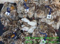 [2018.11.01][썬플라워호]  쭈꾸미…