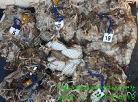 [2018.11.02][썬플라워호]  쭈꾸미…