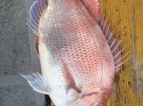 [2019.05.26][썬플라워호] 참돔 타…