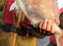 [2019.05.26][썬플라워호]  참돔 …