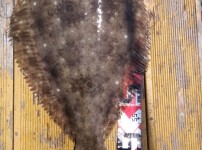 [2019.05.26][썬플라워호] 참돔 타…