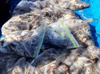 [2018.10.19][동서3호] 쭈꾸미 환…