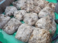 [2018.10.20][동서3호] 쭈꾸미 환…